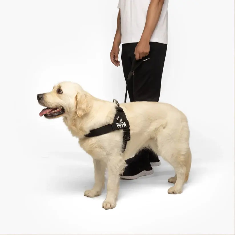 Dog Friendly Co. Harness + No-Pull D-Ring + Bungee Leash